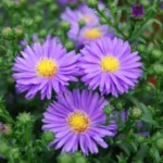 aster flower