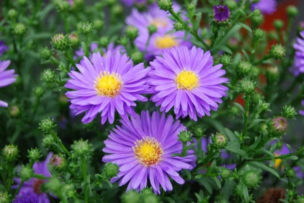 aster flower