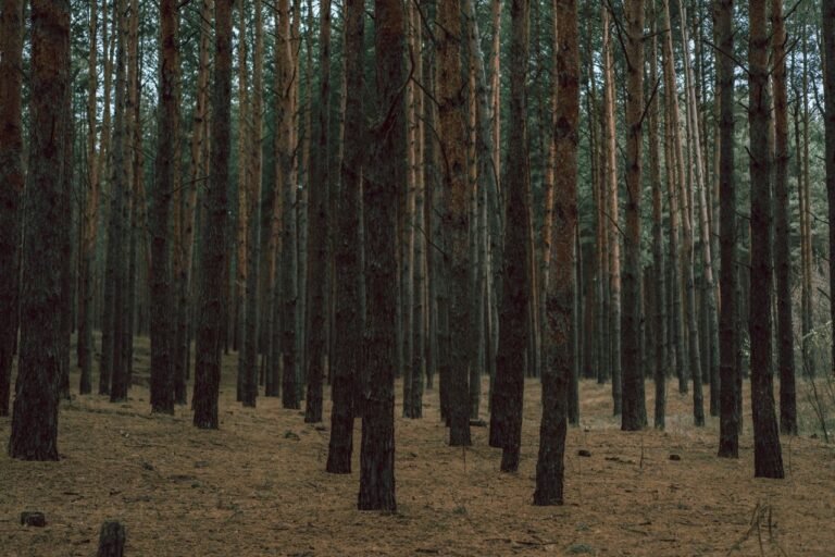 A tranquil pine forest with tall, dense tree trunks offering a serene nature view.