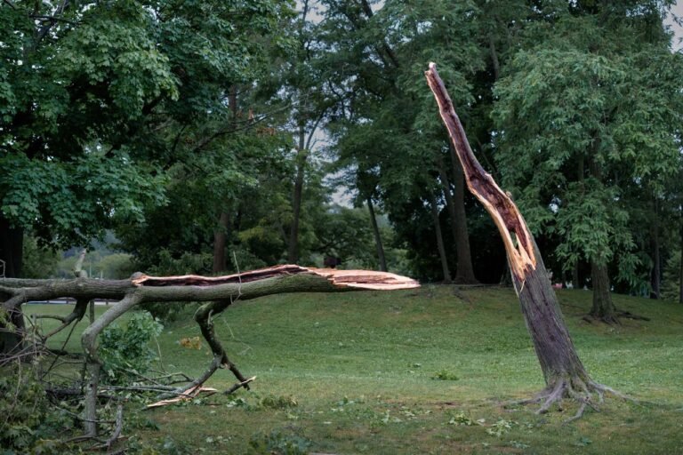 A split tree in a park, showing damage likely from a recent storm.