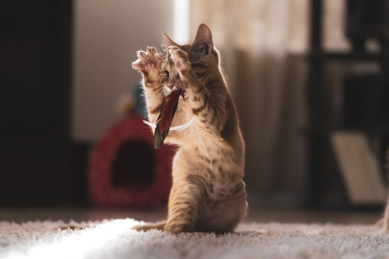 how to tell kitten age