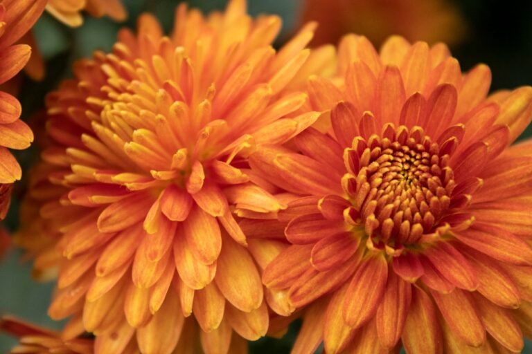 Close-up of vibrant orange chrysanthemums showcasing intricate petals and natural beauty.